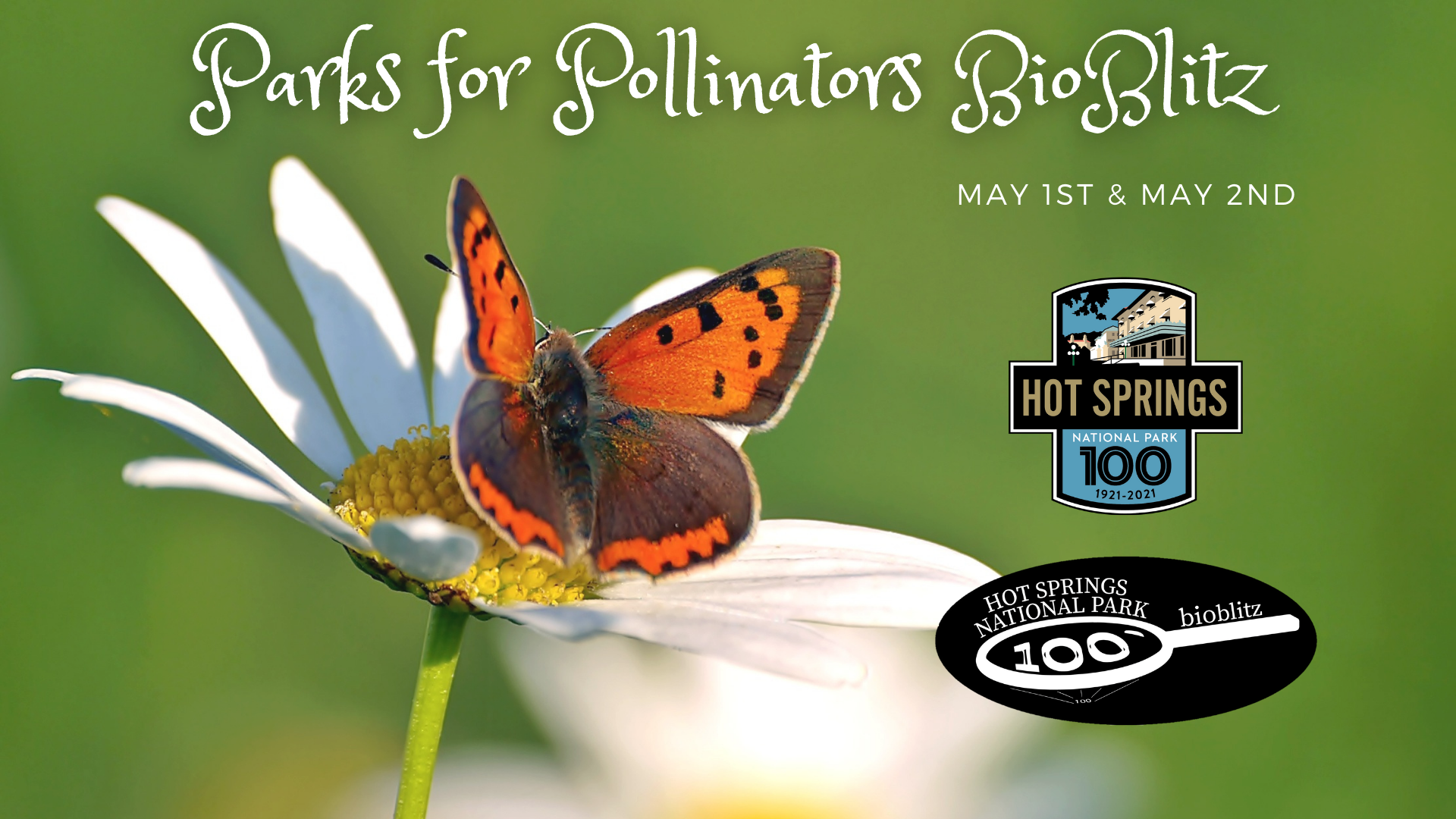 An orange butterfly rests on a white open flower; text reads, "Parks for Pollinators BioBlitz May 1st and 2nd."