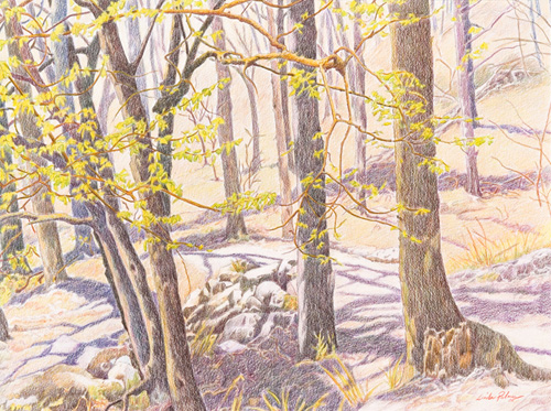 Prismacolor pencil piece of a group of small trees in the spring, mostly trunks, but with light yellow-green leaves on some with long shadows