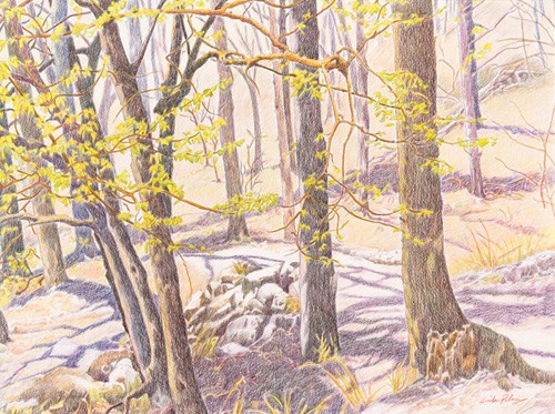 Prismacolor pencil piece of a group of small trees in the spring, mostly trunks, but with light yellow-green leaves on some with long shadows