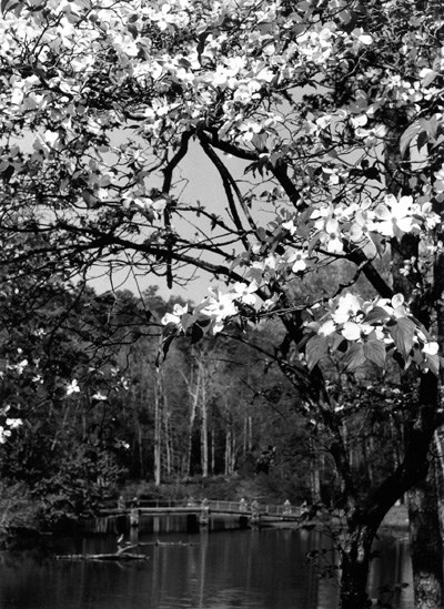 Black and white photo with dogwood flowers on branches filling the upper half of the picture, looking across a pond to a bridge; there's a hill behind the bridge.