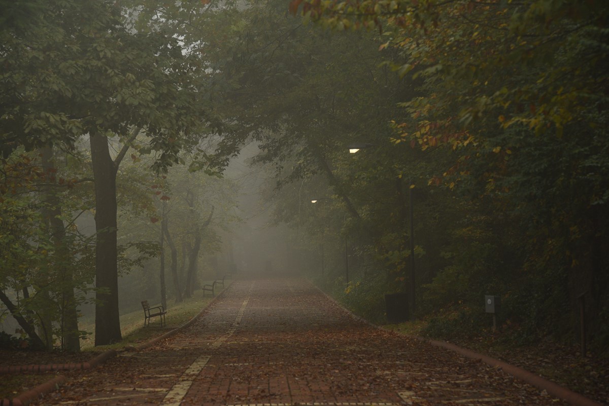 Fog fills the Promenade in the early morning.