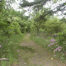 photo of Goat Rock Trail in April, with wild phlox blooming on right side and lots of green along trail photo of Goat Rock Trail in April, with wild phlox blooming on right side and lots of green along trail