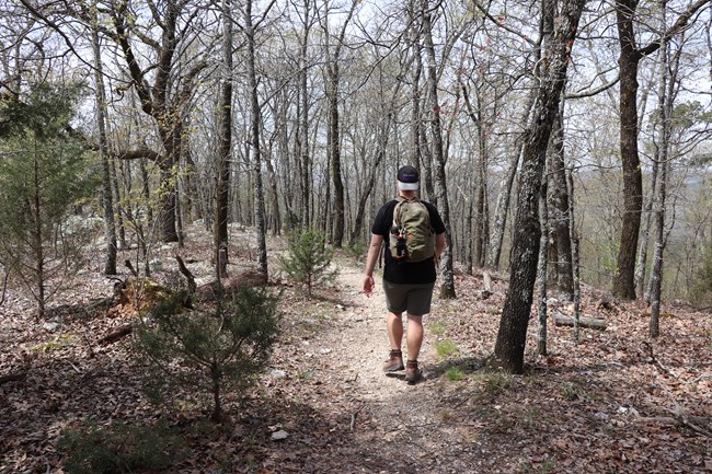 A young man walks through the forest. The trees are barren, the sun is shining.