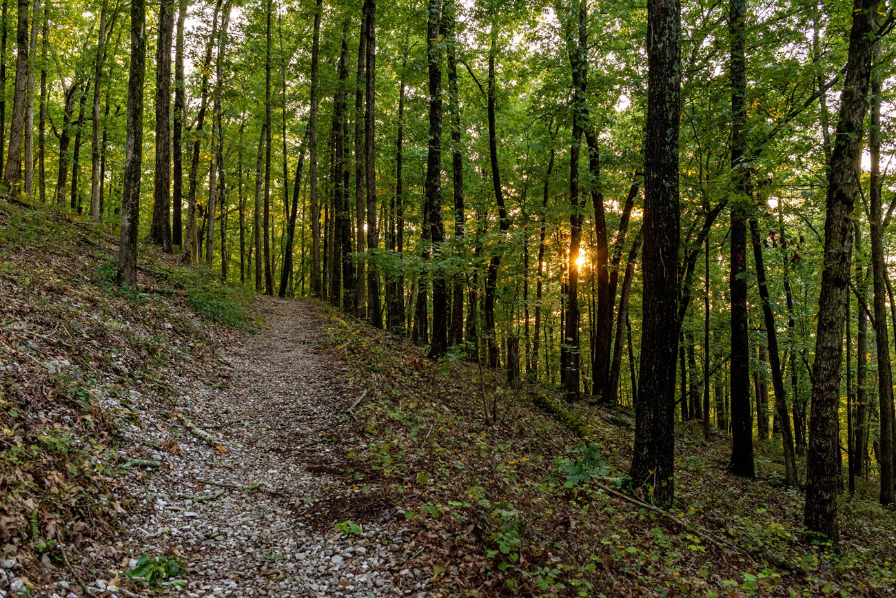 The sun peeking out of trees on a mountain trail