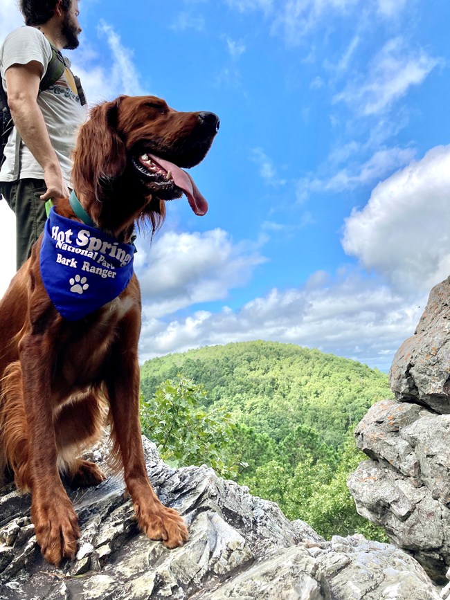 A red dog sits with her mouth open in front of a scenic vista.