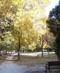 Whittington Trail with graveled path on left bordered by yellow-leaved sycamore trees and slatted park bench in right foreground. Whittington Trail with graveled path on left bordered by yellow-leaved sycamore trees and slatted park bench in right foreground.