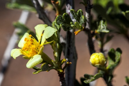 Cliffrose Cliffrose