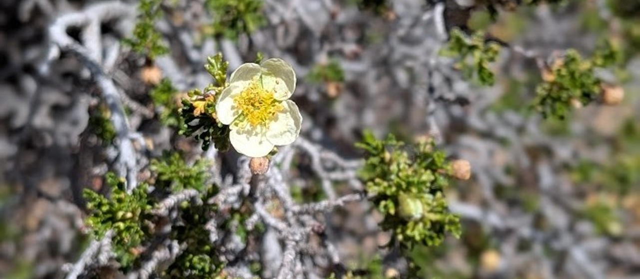 A cliffrose blossom with five white petals and a yellow center