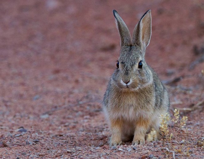 close-up of desert cottontail rabbit