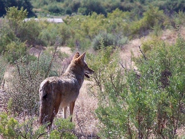 Coyote standing in scrub brush