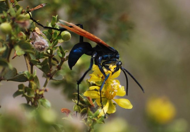 close-up of a tarantula hawk, a wasp-like insect with a black body and red wings