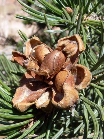 pinyon pine cone with nuts