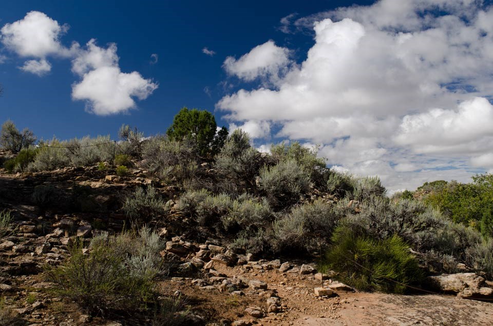 Sagebrush mixed with scrub brush and juniper near the trail to Horseshoe and Hackberry sites