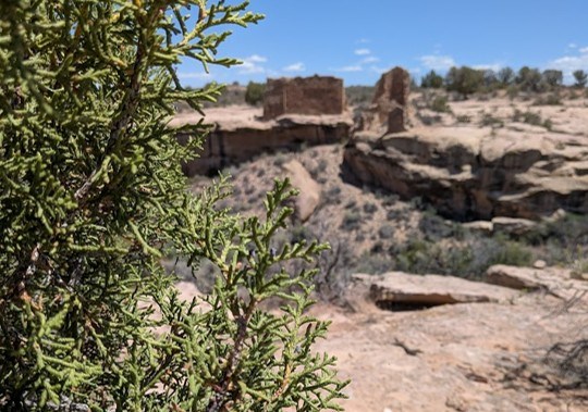 A Utah juniper with scale-like leaves and an ancestral Puebloan structure in the background