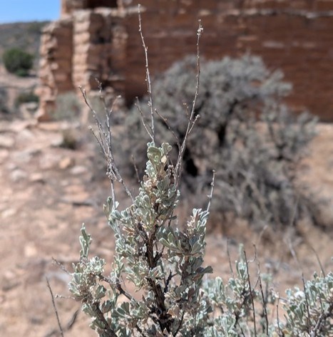 Two sagebrush plants show the thin, flat, gray-green leaves and the shrub's round shape.