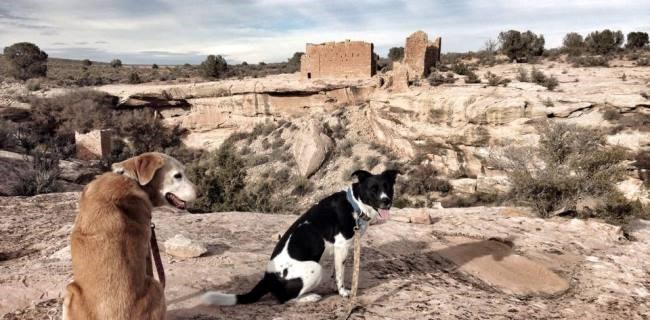 leashed dogs on trail