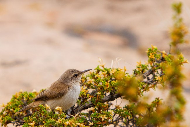 canyon wren perched on a cliffrose bush