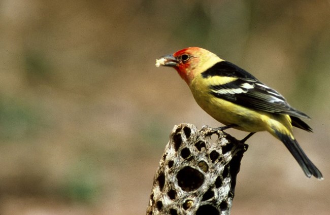 male western tanager perched on a branch