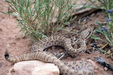 rattlesnake