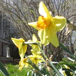 daffodil