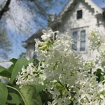 honeysuckle