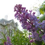 lilac