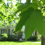 maple