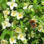 sweet-mock-orange