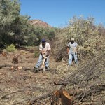 Removing exotic plants.