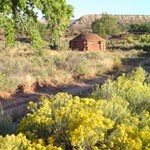 Chamisa in the foreground with a cottonwood tree near the hogan.
