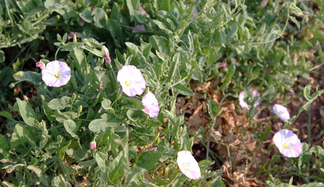 Morning Glory-Bindweed