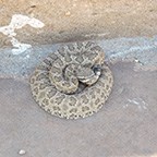 Baby prairie rattlesnake on the back steps of the visitor center