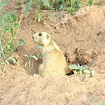 prairie dog