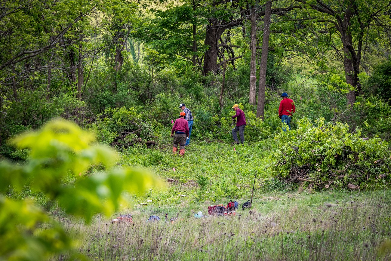 Photograph of brush and forest scene with volunteers carrying branches.