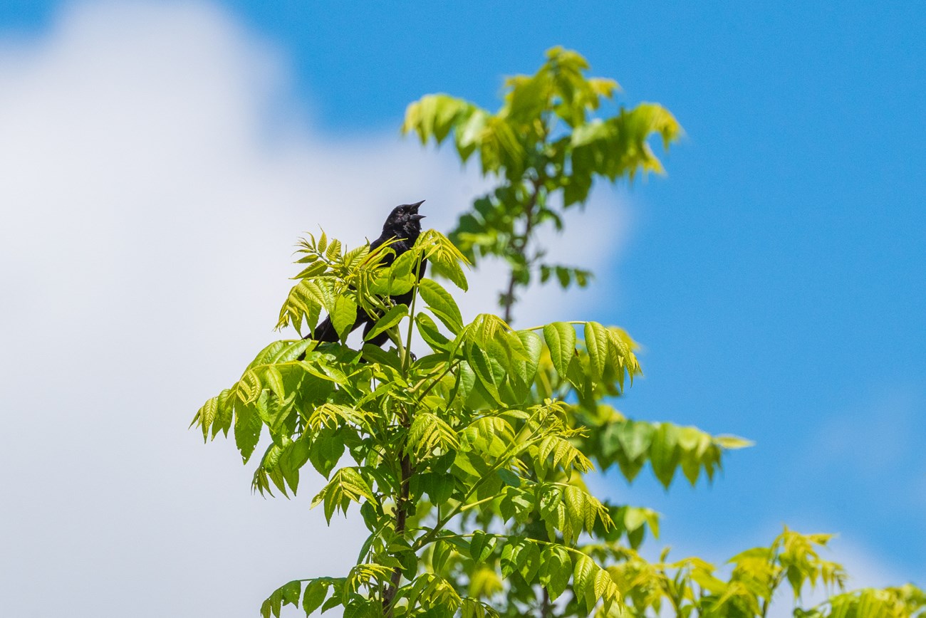 Photogograph of a black bird with its mouth open on a green tree.
