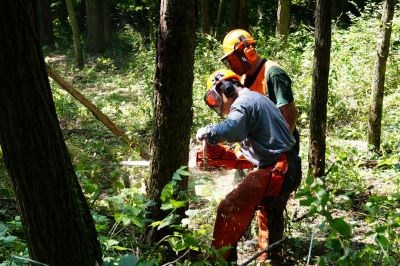 Two people cutting down a tree with a chainsaw