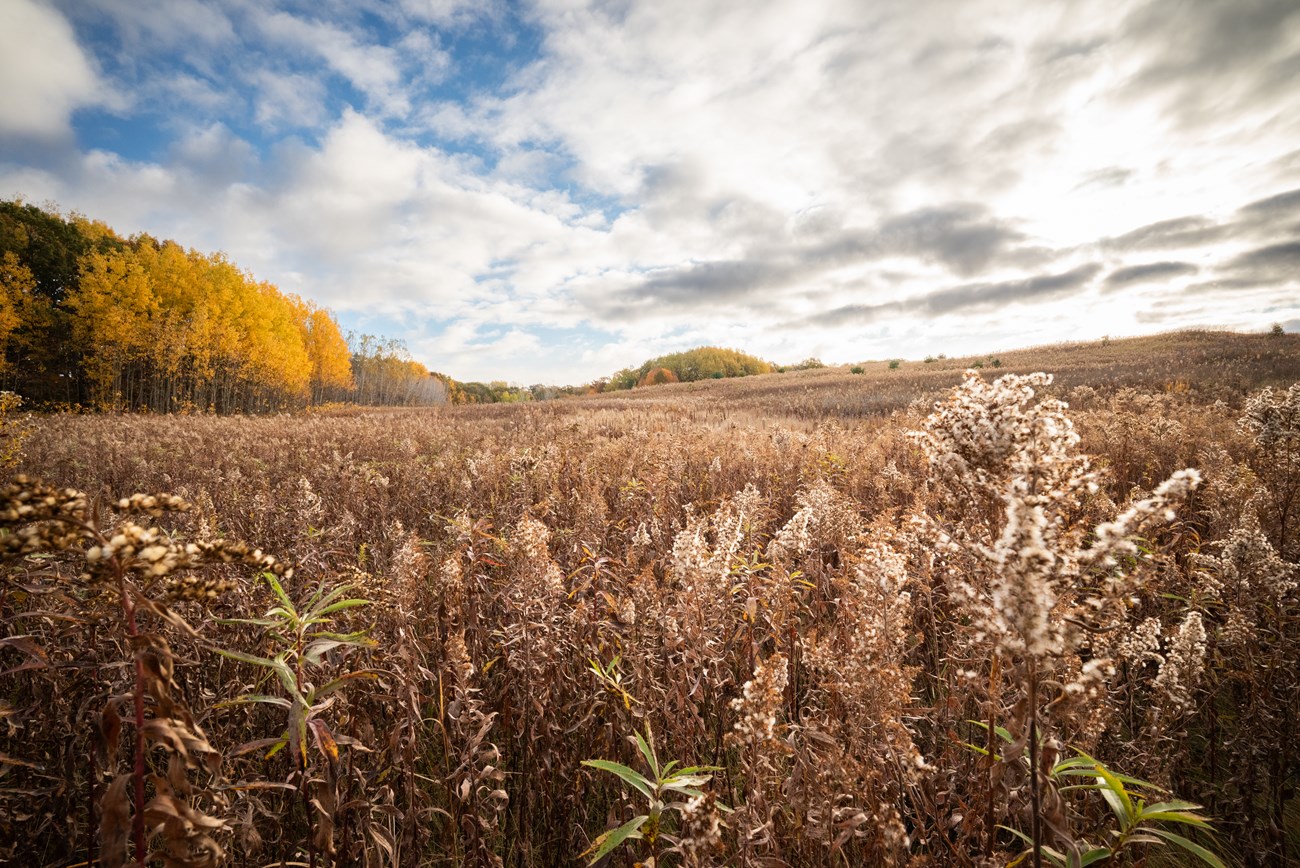 Photograph of field and fall trees under a partly cloudy sky.