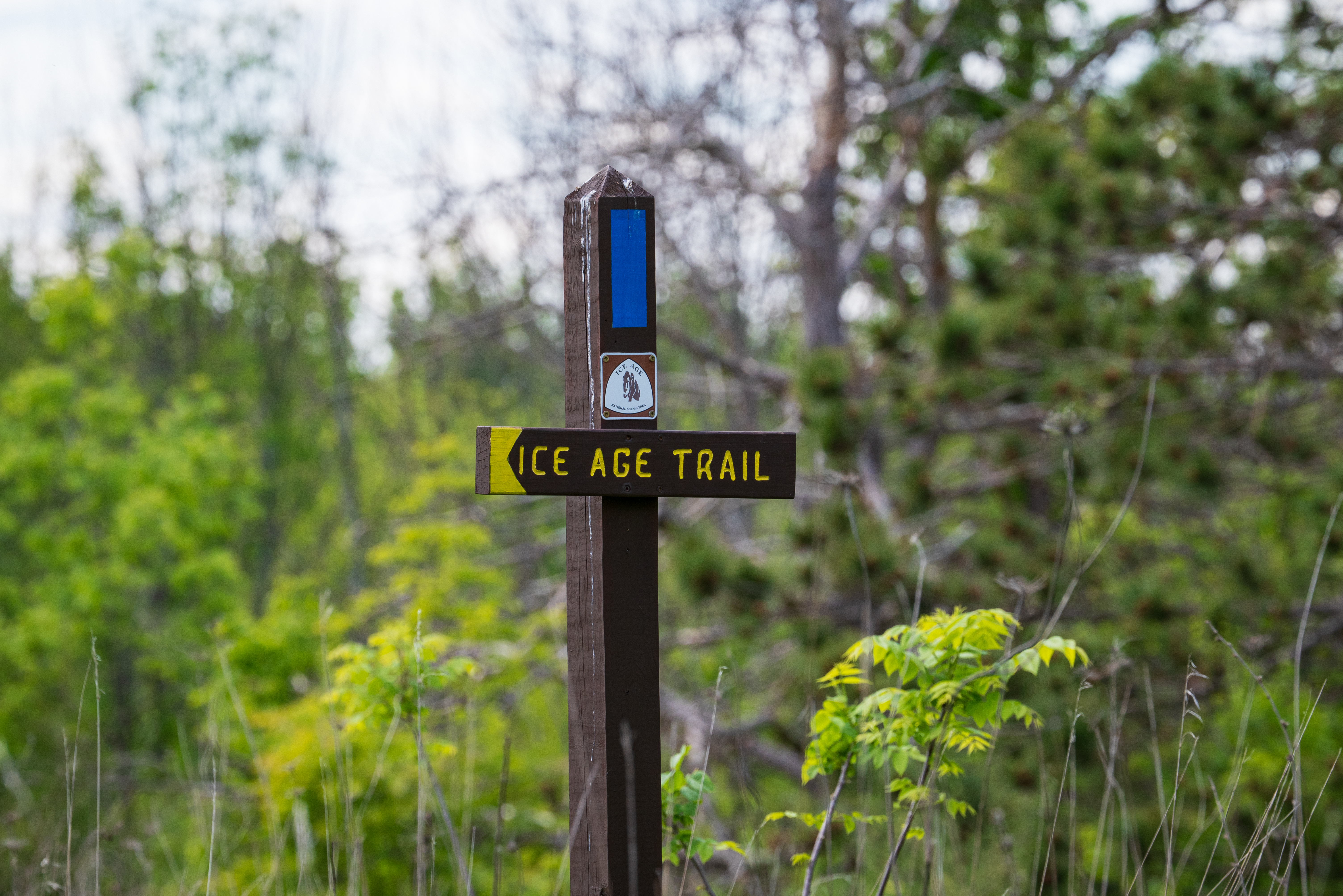Photograph of a wooden post with a blue painted blaze.