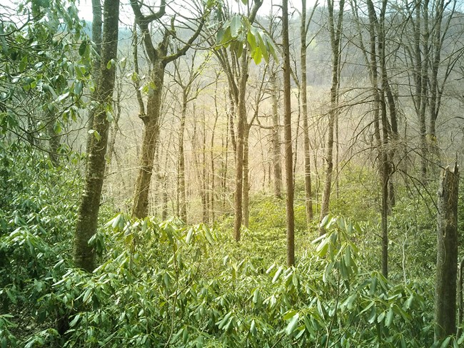 View of a forest with leafless trees.