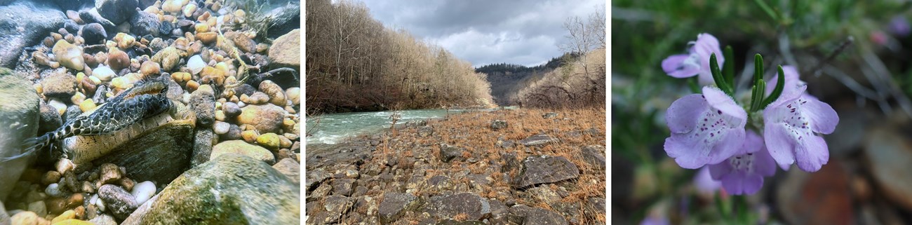 A mussel lure, cobblebar prairie next to the Big South Fork, and Cumberland rosemary plant in bloom. A mussel lure, cobble bar next to the river, and rosemary plant in bloom.