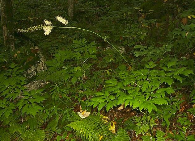 Black cohosh (Actaea racemosa).