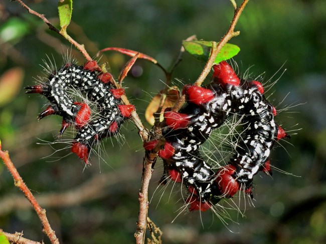 Two Azalea caterpillars (Datana major) curled up on a limb.