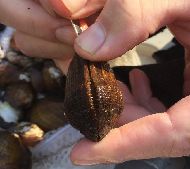 The federally-endangered Cumberlandian combshell (Epioblasma brevidens) being held by finger tips.