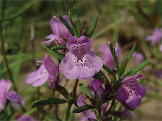 Closeup of Cumberland rosemary (Conradina verticillata)