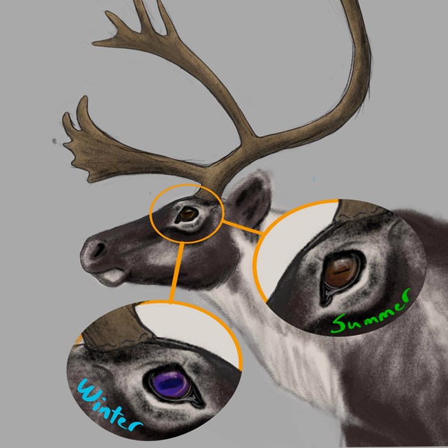 An illustration of a caribou and the three membranes colors a caribou eye can have