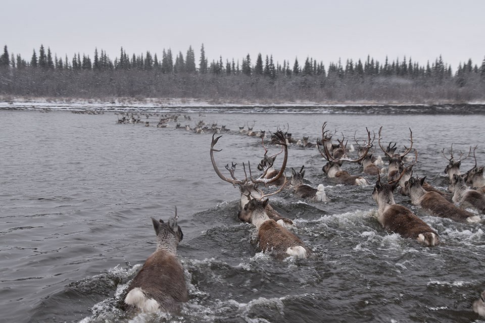 The Western Arctic Caribou Herd crossing the Kobuk River at Onion Portage in Kobuk Valley National Park