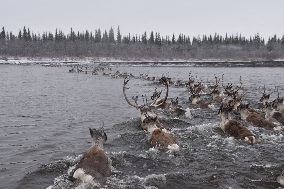 960pi DSC_0065 The Western Arctic Caribou Herd crossing the Kobuk River at Onion Portage in Kobuk Valley National Park