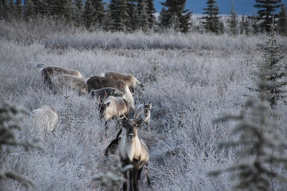 Caribou in frosted shrubs and forest of Kobuk Valley National Park
