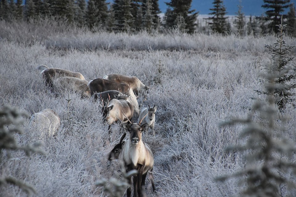 Caribou in frosted shrubs and forest of Kobuk Valley National Park Caribou in frosted shrubs and forest of Kobuk Valley National Park
