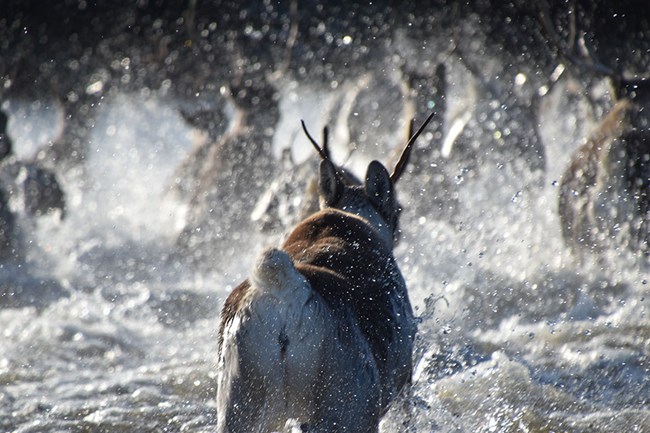 Water sprays everywhere in this close up, rearview of caribou as they cross the Kobuk River at Onion Portage in Kobuk Valley National Park.
